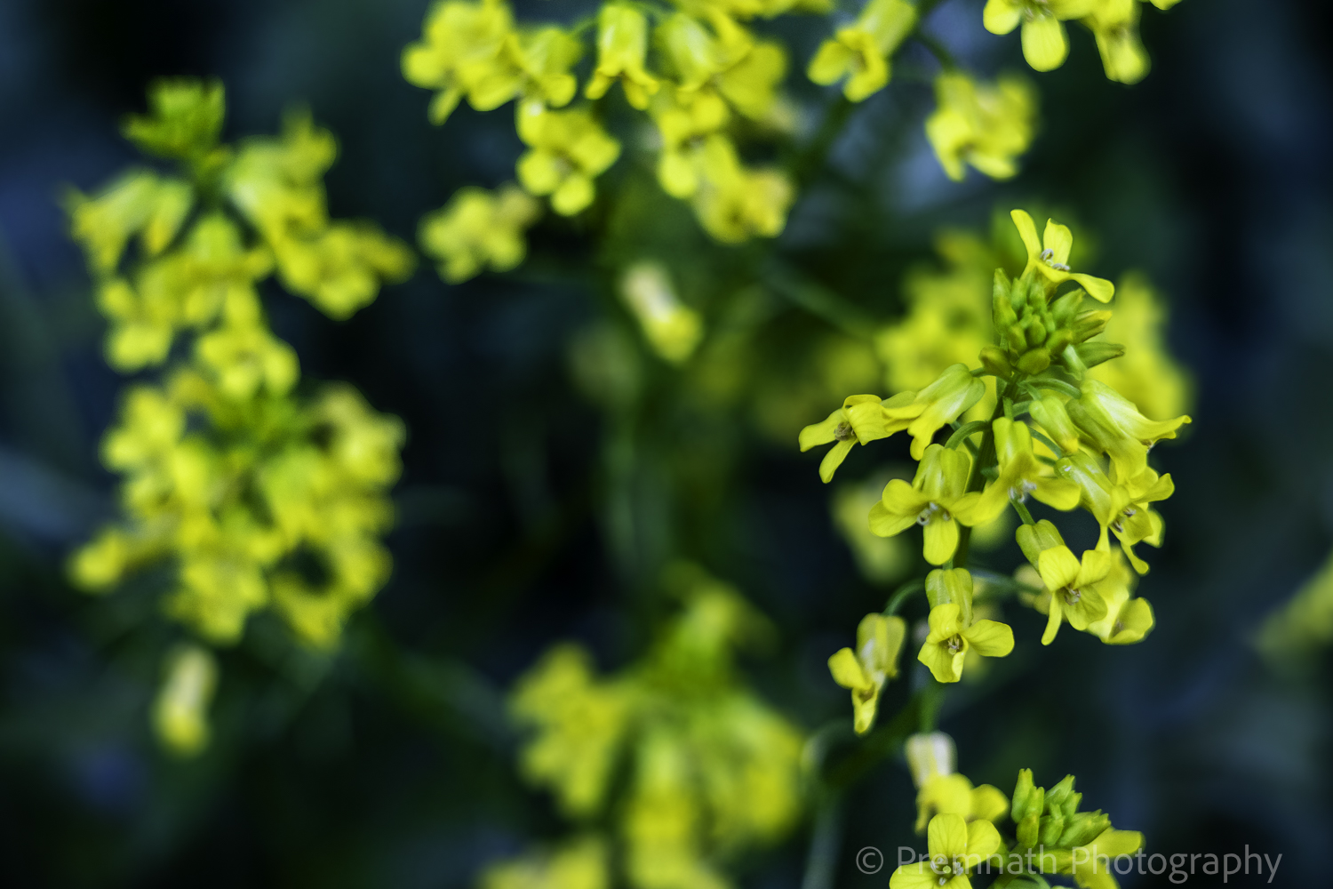 Moss Aftertone — photograph 1