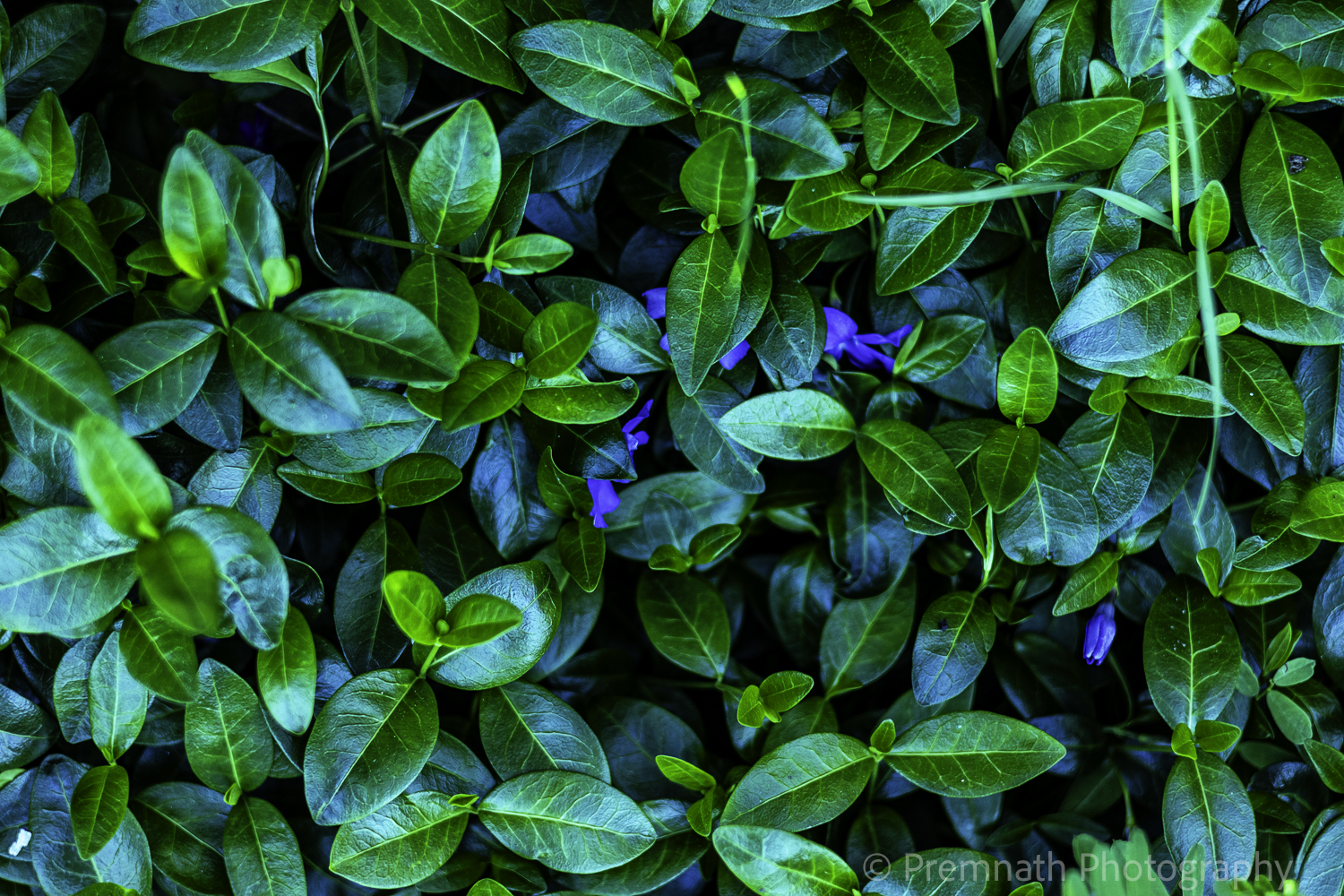 Moss Aftertone — photograph 2